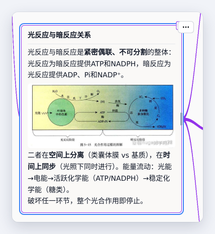 「光反应与暗反应关系」节点：讲义写了 ATP、NADPH 与 ADP、Pi、NADP⁺ 怎么来回流动